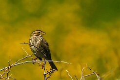 bruant_proyer_03-2 null