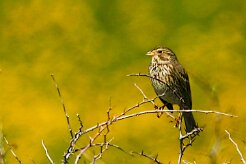 bruant_proyer_04-2 null