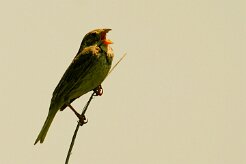 bruant_proyer_05-2 null