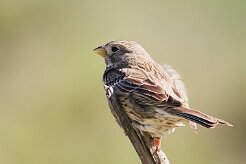 bruant_proyer_06-2 null