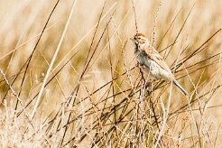 bruant_rustique_01-2 null