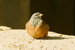 bruant_striole_sahari_01-2 null