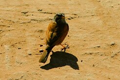 bruant_striole_sahari_03-2 null