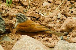 bruant_striole_sahari_05-2 null