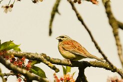 bruant_zizi_02-2 null