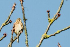 bruant_zizi_09-2 null