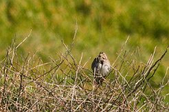 bruant_non_identifie_01-2 null
