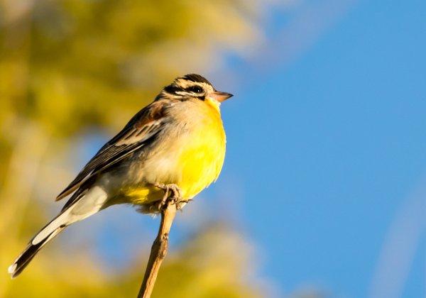 Bruant à poitrine dorée