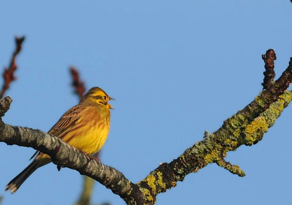 Bruant jaune