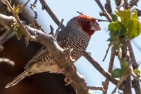 Red-headed Finch (Amadine à tête rouge) Etendeka - Damaralnd - Namibie