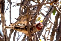 Red-headed Finch (Amadine à tête rouge) Etendeka - Damaralnd - Namibie