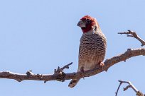 Red-headed Finch (Amadine à tête rouge) Etendeka - Damaralnd - Namibie