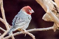 Red-headed Finch (Amadine à tête rouge) Etendeka - Damaralnd - Namibie