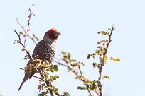 Red-headed Finch (Amadine à tête rouge) Kalahari