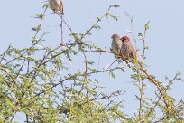 Red-headed Finch (Amadine à tête rouge) Etosha