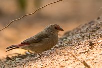 Red-billed Firefinch (Amarante du Sénégal) Namibie - Epupa Falls