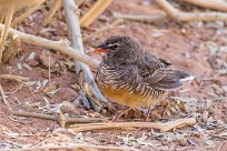 African quailfinch (Astrild-caille à lunettes) Sossusvlei (Namibie)