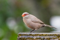 Common waxbill (Astrild ondulé) Swakopmund