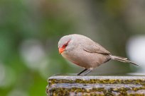 Common waxbill (Astrild ondulé) Swakopmund