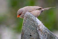 Common waxbill (Astrild ondulé) Swakopmund