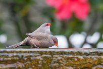 Common waxbill (Astrild ondulé) Swakopmund