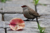 Common waxbill (Astrild ondulé) Swakopmund