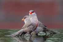 Common waxbill (Astrild ondulé) Swakopmund