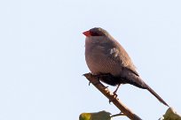 Common Waxbill (Astrild ondulé) Swakopmund