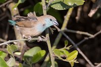 Blue Waxbill (Cordon bleu de l'Angola) Chobe River