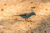 Blue Waxbill (Cordonbleu de l'Angola) Namibie - Epupa Falls