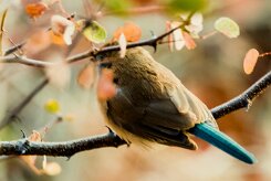 Blue Waxbill (Cordonbleu de l'Angola)_x737A5803-2 null