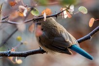 Blue Waxbill (Cordon bleu de l'Angola) Blue Waxbill (Cordon bleu de l'Angola)