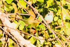 Blue Waxbill (Cordonbleu de l'Angola)_x737A5837-2 null