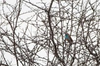 Blue waxbill (Cordon bleu d'Angola) Blue waxbill (Cordon bleu d'Angola)