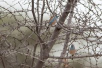 Blue waxbill (Cordon bleu d'Angola) Blue waxbill (Cordon bleu d'Angola)