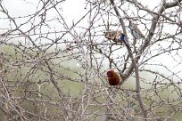 Blue waxbill (Cordon bleu d'Angola) Blue waxbill (Cordon bleu d'Angola)