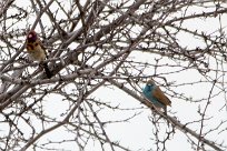 Violet eared waxbill (Cordonbleu grenadin) Violet eared waxbill (Cordonbleu grenadin)