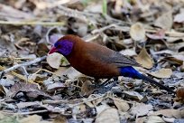 Violet-eared Waxbill (Cordonbleu grenadin) Nxai