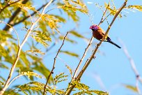 Violet-eared waxbill (Cordonbleu grenadin) Otjiwarongo - Namibie