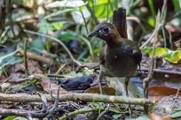 Formicario cabecinegro (Tétéma à tête noire) Golfo Dulce - Costa Rica