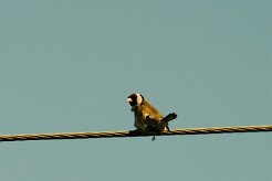 chardonneret_elegant_01-2 null