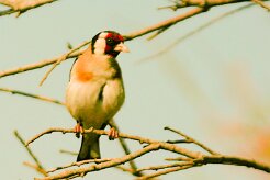 chardonneret_elegant_02-2 null