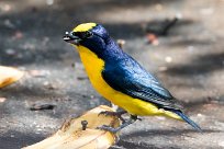 Eufonia piquigruesa (Organiste à bec épais) Chirripo - Costa Rica