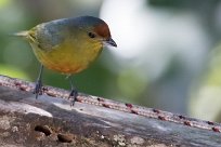 Eufonia coronipinta (Organiste moucheté) Chirripo - Costa Rica