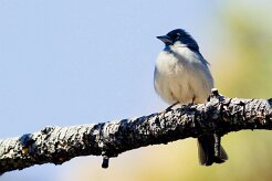 pinson_bleu_01-2 null