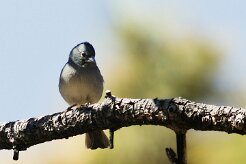 pinson_bleu_02-2 null