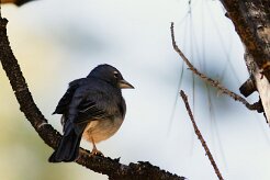 pinson_bleu_03-2 null
