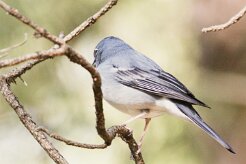 pinson_bleu_04-2 null