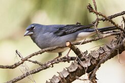 pinson_bleu_06-2 null