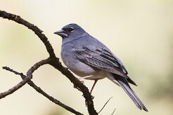 pinson_bleu_07-2 null